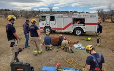Horse Rescue – Lily